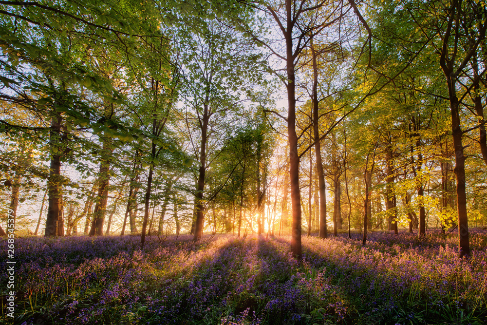 Bluebells forest at sunrise in English landscape