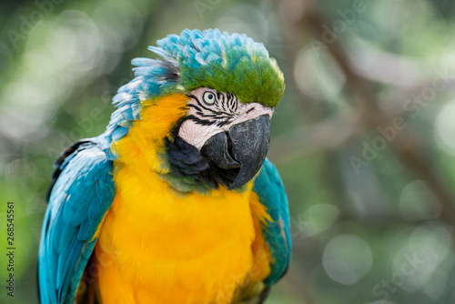 blue and yellow macaw