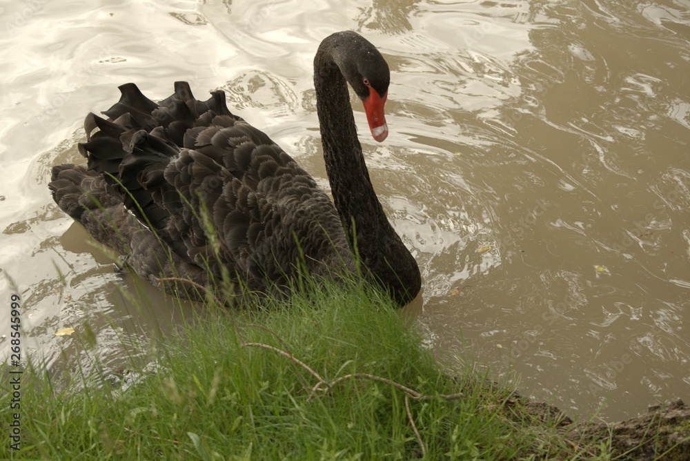 Naklejka premium black swan on the lake