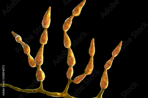 Mold Alternaria alternata, allergic fungus, 3D illustration. Alternaria is the causative agent of plant diseases, is common indoor mold and causes allergy, asthma, onychomycosis, sinusitis photo