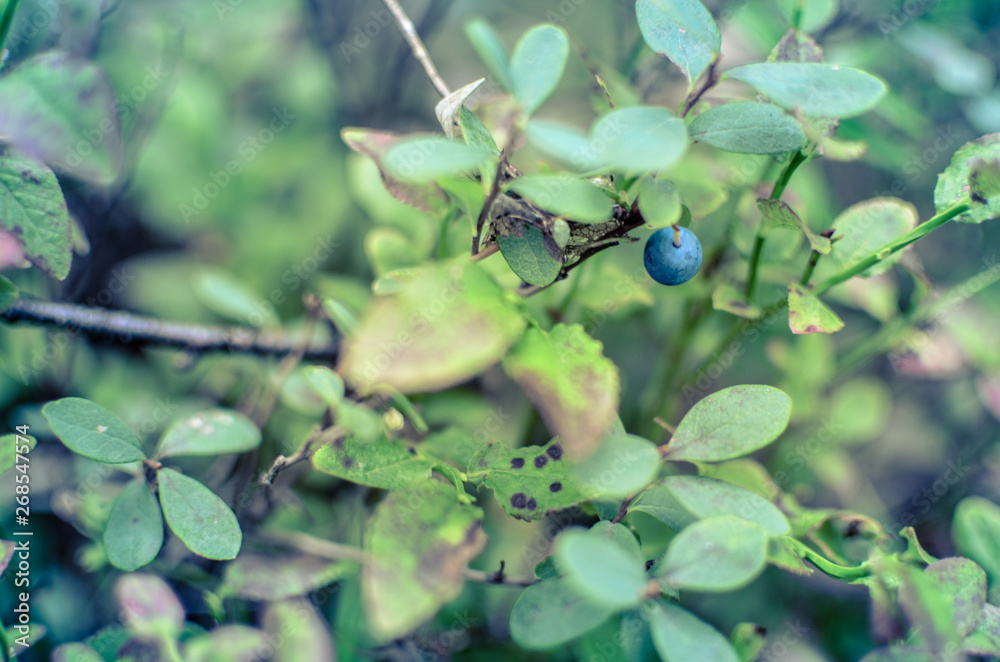 Blueberry plants with green leaves on the ground Blueberry plants with green leaves on the ground