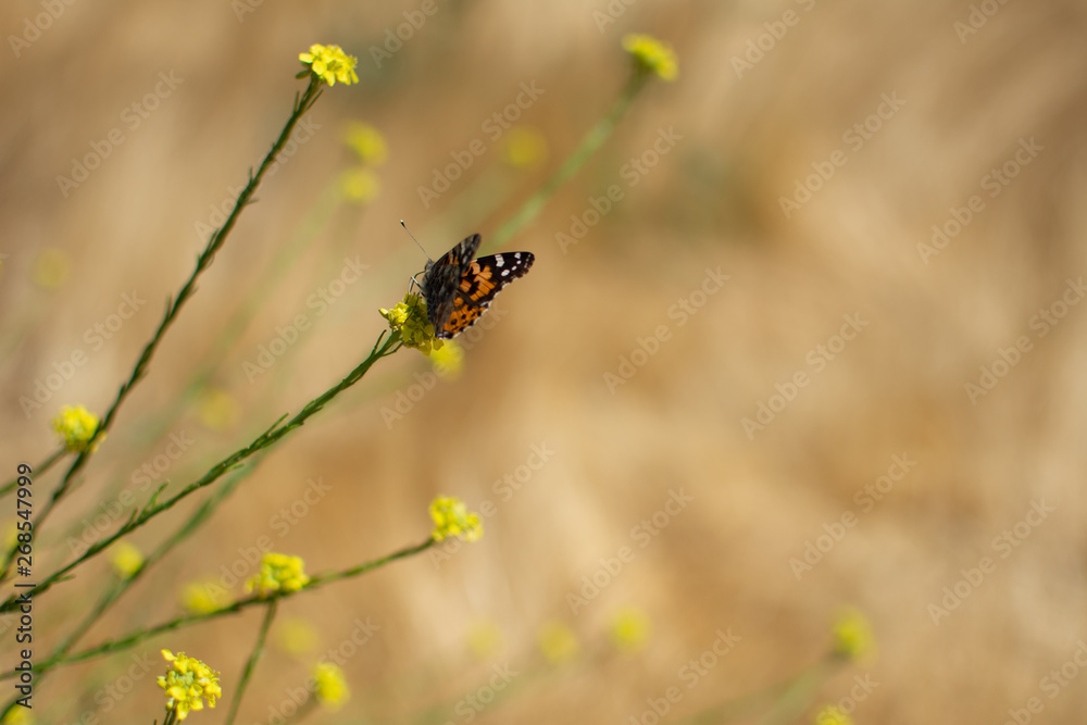 Painted Lady Butterfly with closedwings on plant stem with yellow flowers in the background Painted Lady Butterfly with closedwings on plant stem with yellow flowers in the background
