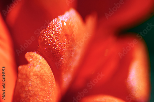 tulips in the early morning. morning in the Park. flowers with dew drops close-up macro photo. red flower