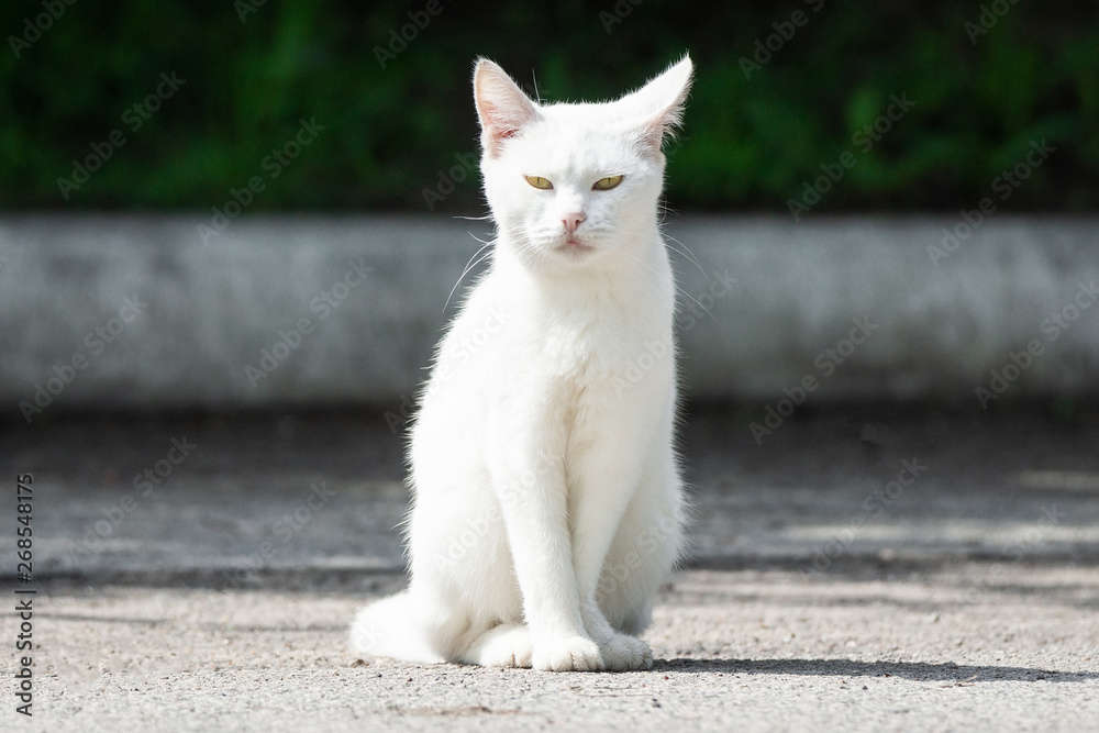 White cat in the grass White cat in the grass