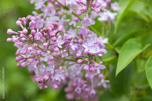 branch of lilac covered with bright green leaves and flowers