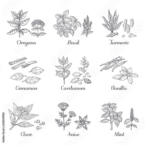 Hand drawn spices. Herbs and vegetables sketch elements, oregano turmeric cardamom basil and mint. Vector dried roots Indian food spices