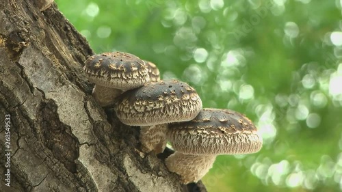 Shiitake mushroom growing on trees (time-lapse)