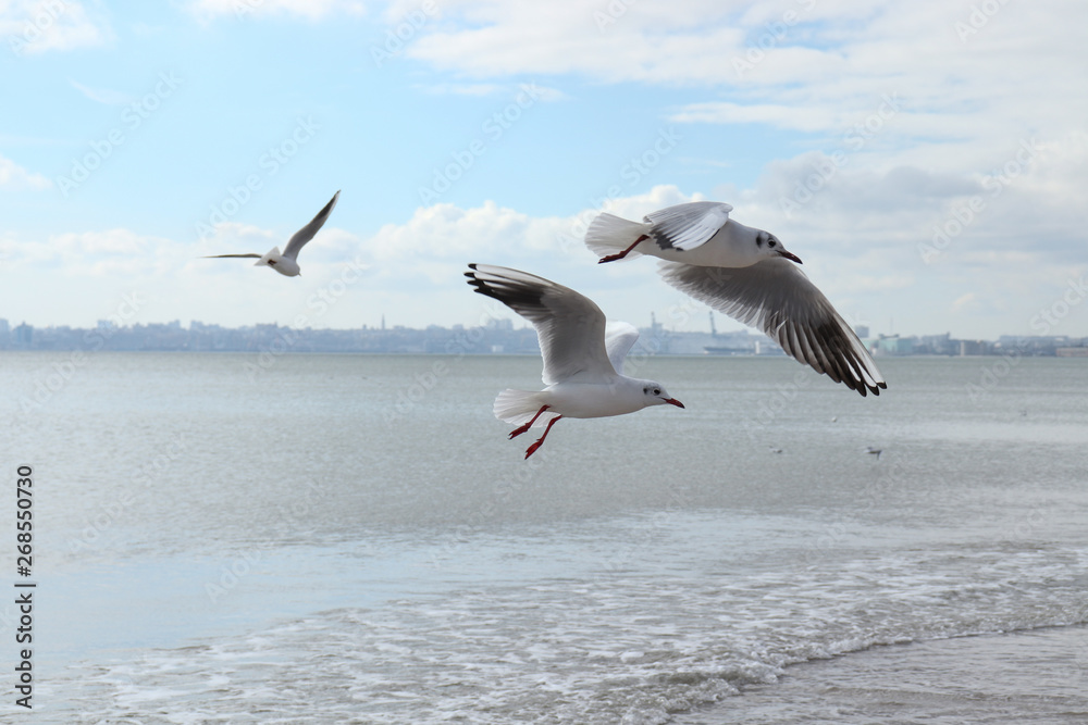 Seagulls by the sea. Birds at the beach. Day at the beach.