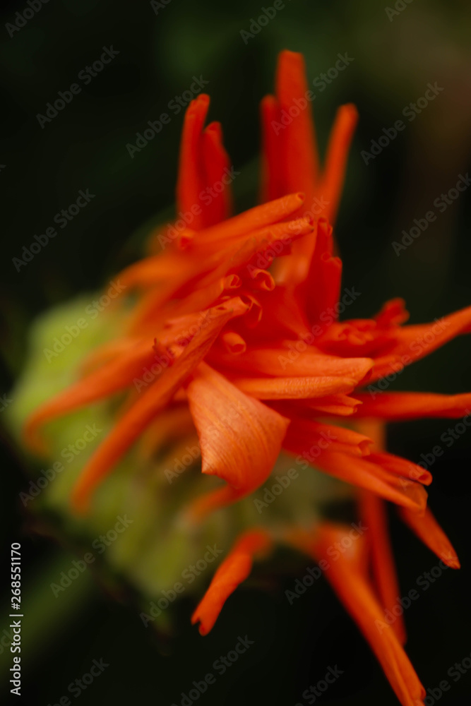 Macro: adiós a la flor.