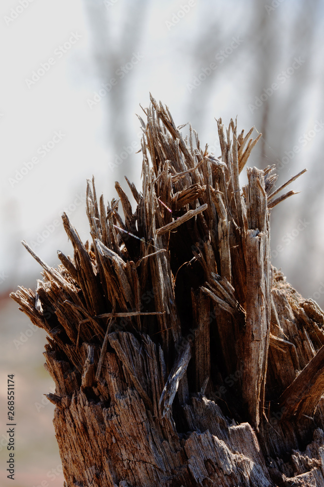 Fototapeta premium focus stacked stump