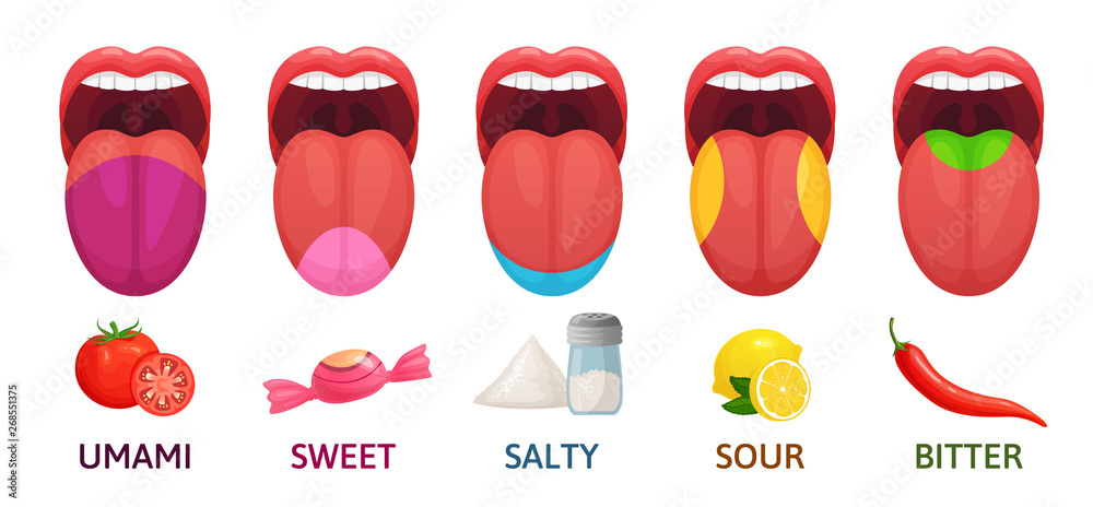 Tongue taste areas. Sweet, bitter and salty tastes. Umami and sour taste  receptors diagram cartoon vector illustration Stock Vector | Adobe Stock
