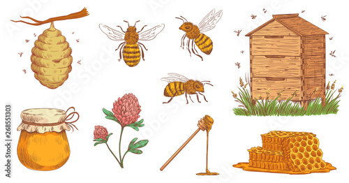 Hand drawn honey bee. Beekeeper engraving, bees honeycomb and vintage beekeeping farm vector illustration set