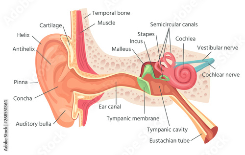 Fényképezés Human ear anatomy