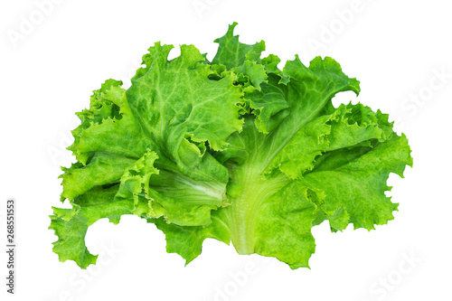 Fresh green lettuce, Salad leaf isolated on a white background