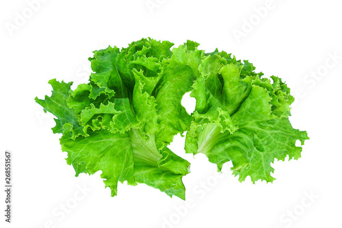 Fresh green lettuce, Salad leaf isolated on a white background