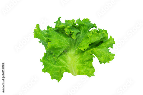 Fresh green lettuce, Salad leaf isolated on a white background