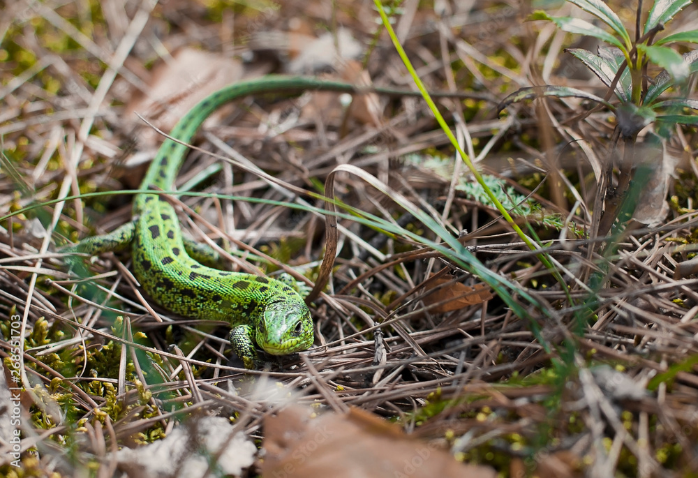 little green lizard. lizard in the forest little green lizard. lizard in the forest