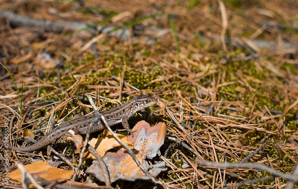 little gray lizard. lizard in the forest little gray lizard. lizard in the forest