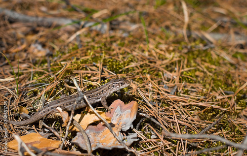 little gray lizard. lizard in the forest