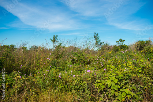 Caatinga biome vegetation after the rainy season in the countryside of Oeiras - Piaui state, Brazil