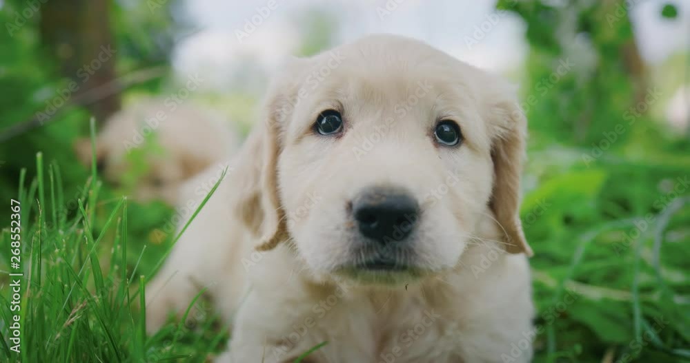 Slow motion of cute puppy of Golden Retriever dog with a pedigree is lying on a green lawn and looking in camera. Slow motion of cute puppy of Golden Retriever dog with a pedigree is lying on a green lawn and looking in camera.