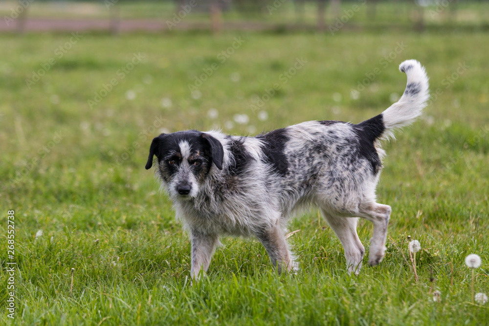 Hund auf der Weide