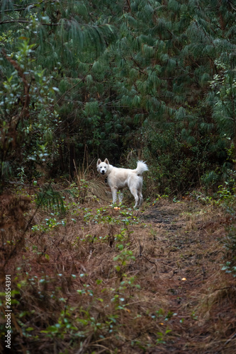 huskie dog in the pine forest © victor