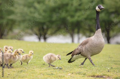 Canada geese babies