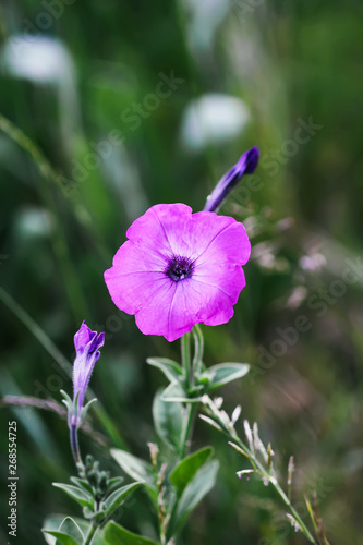 Bindweed, Convolvulus sp. flower, pernicious weed plant. photo