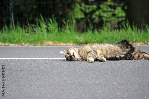 Tote Katze auf der Straße