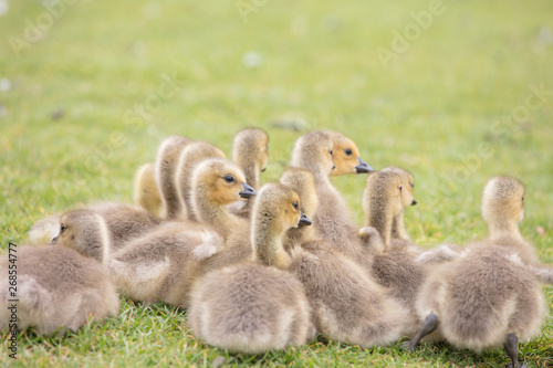 Canada geese babies © SHELL