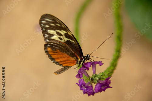 Tiger Longwing Butterfly-7 © jlwphotography