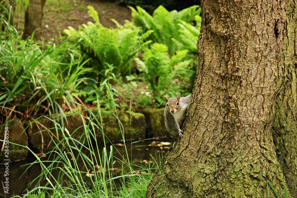 Obraz premium supersquirrel