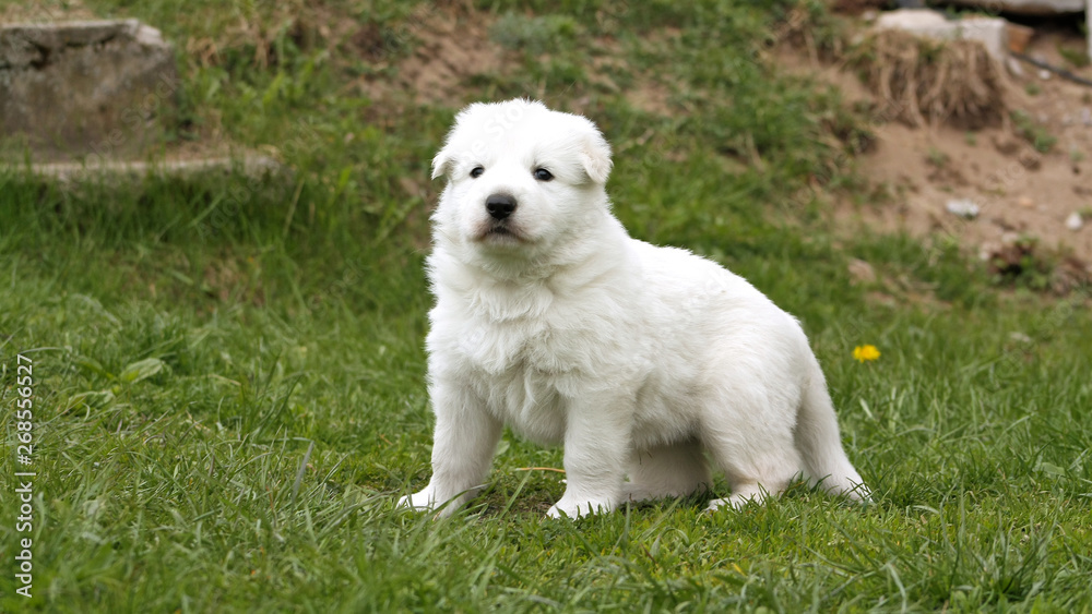 White swiss shepherd puppy sitting on grass with dandelions. White swiss shepherd puppy sitting on grass with dandelions.