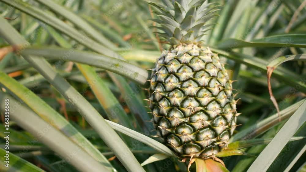 Close up of pineapple in plantation field. Tropical pineapple fruit with natural farm Close up of pineapple in plantation field. Tropical pineapple fruit with natural farm