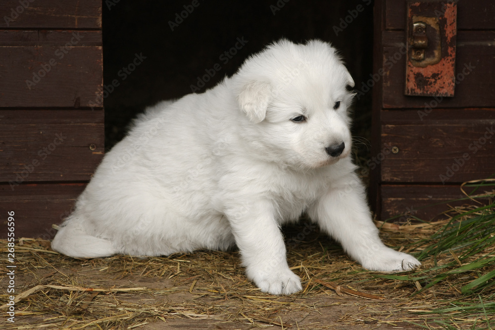 White swiss shepherd puppy sitting  near dog house.