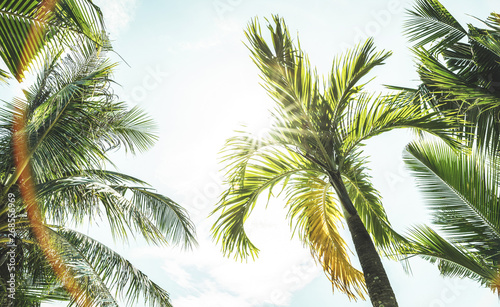 Bottom down view of coconut palm trees and sky from the beach point - Ko Samui in Thailand - Low angle view of exclusive destination theme in sunny day - Warm turquoise vintage filter