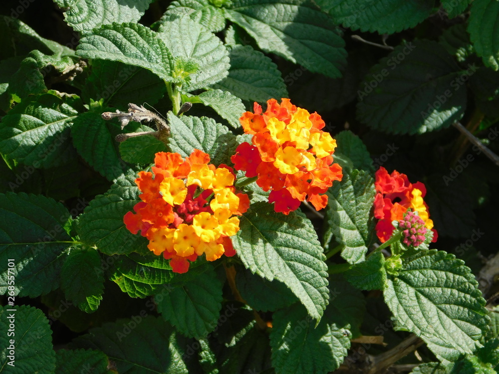 Lantana camara flowers in Attica,Greece Lantana camara flowers in Attica,Greece