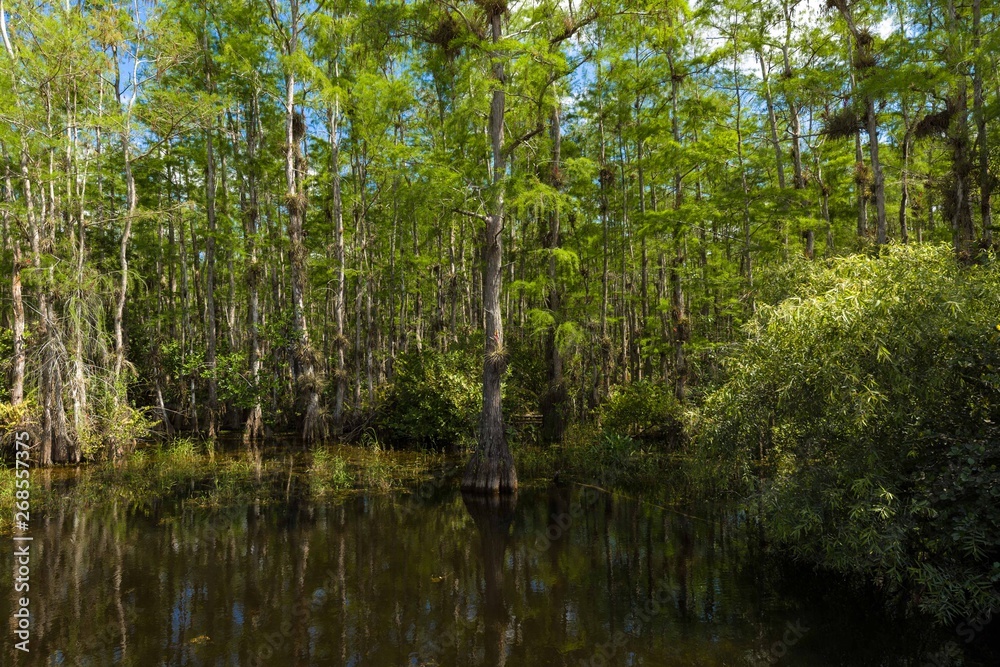 river and forest landscape at everglades