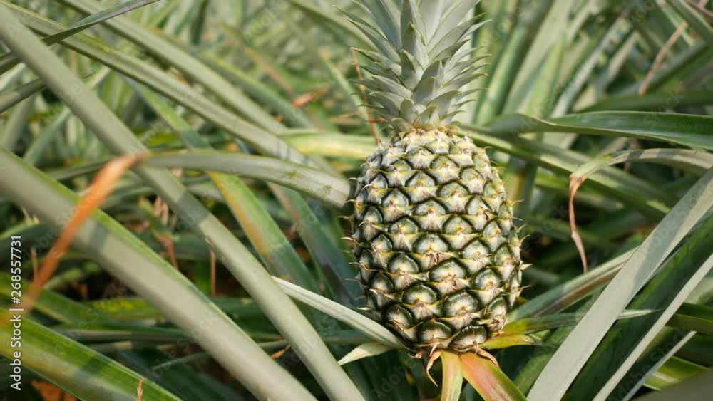 Close up of pineapple in plantation field. Tropical pineapple fruit with natural farm Close up of pineapple in plantation field. Tropical pineapple fruit with natural farm