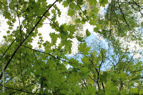 Blue sky, shining through the branches of trees with spring green leaves
