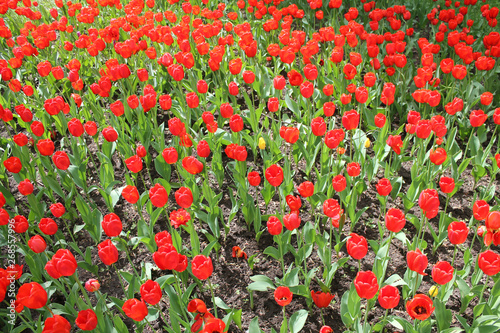 Large flowerbed of red tulips in the spring garden