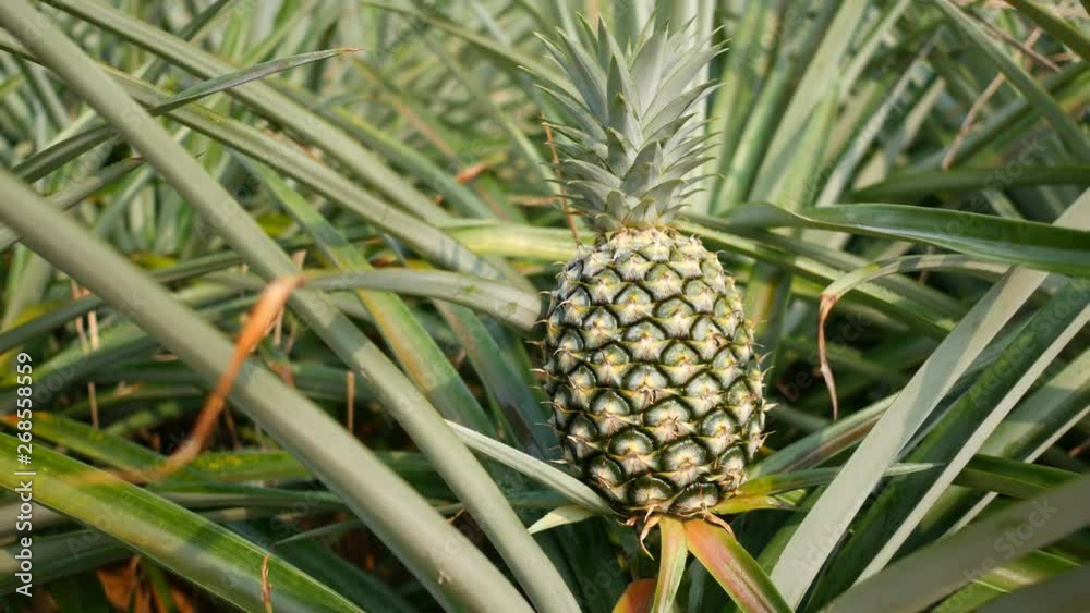 Close up of pineapple in plantation field. Tropical pineapple fruit with natural farm Close up of pineapple in plantation field. Tropical pineapple fruit with natural farm
