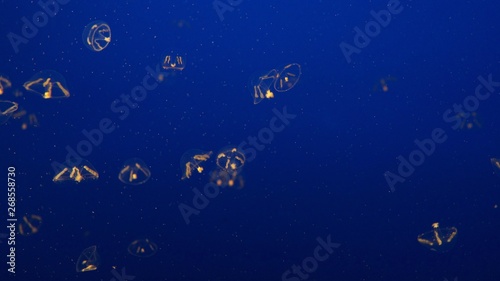 Jellies III