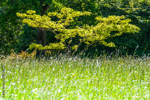 Fototapeta Naklejka Na Ścianę i Meble -  Trees that receive bright sunlight in the spring.