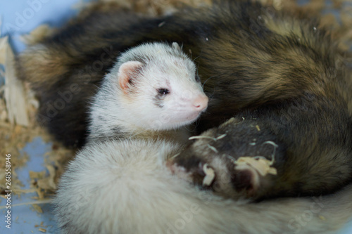 Two cute ferrets sleeping in wood sawdust