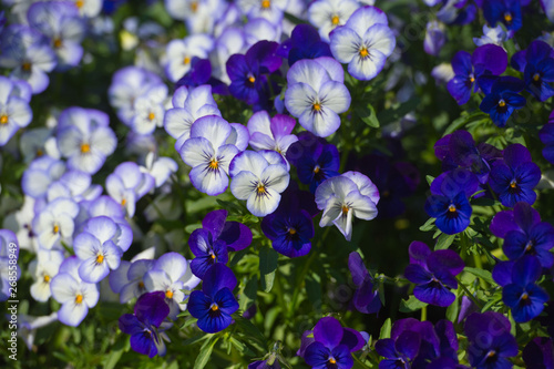 Violas or Pansies Closeup in the Garden. Gardening.