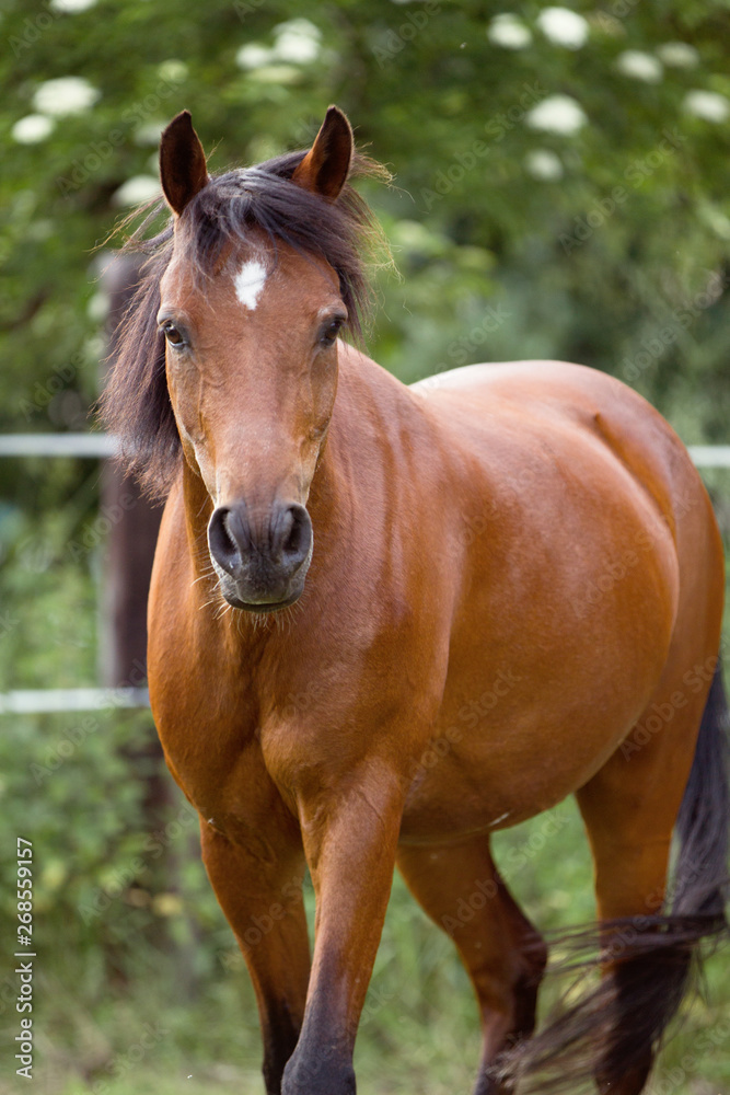 Naklejka premium Reitponywallach auf der Weide