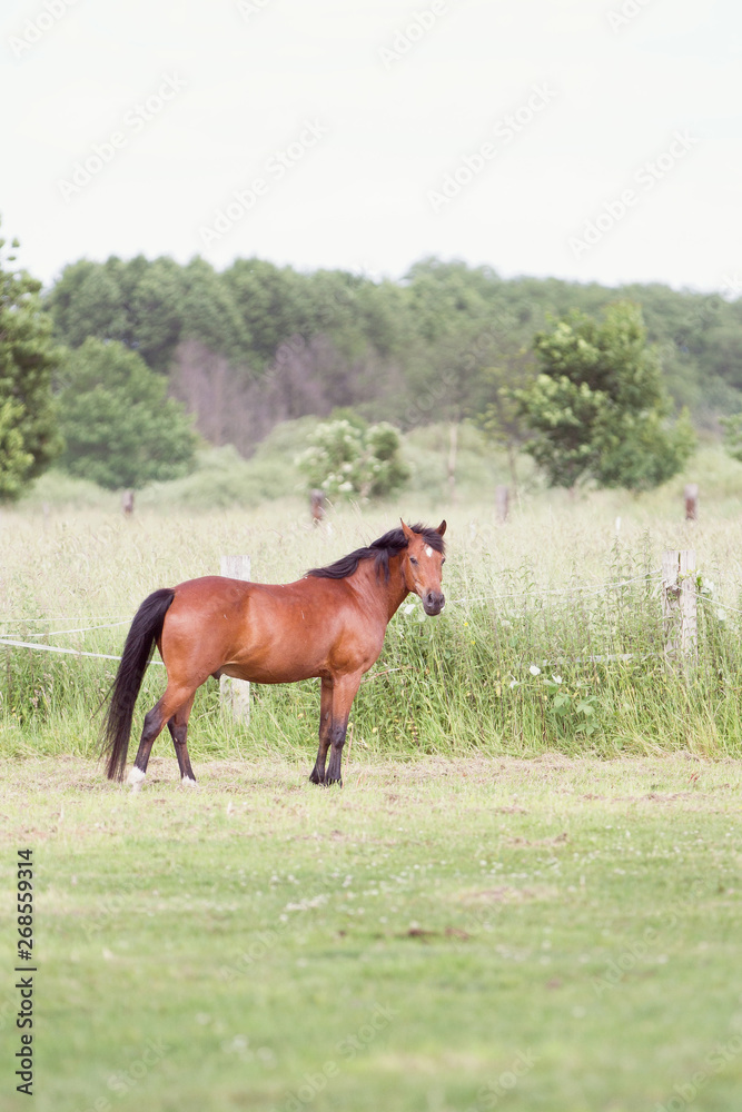 Reitponywallach auf der Weide Reitponywallach auf der Weide