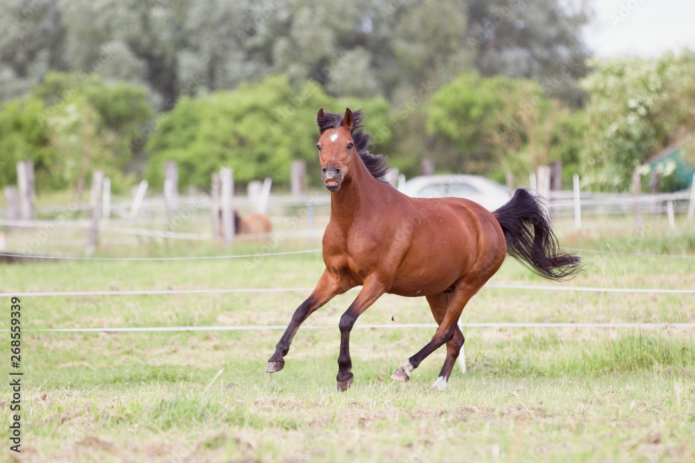 Pony Pferd brauner Reitponywallach auf der Weide im Galopp Pony Pferd brauner Reitponywallach auf der Weide im Galopp